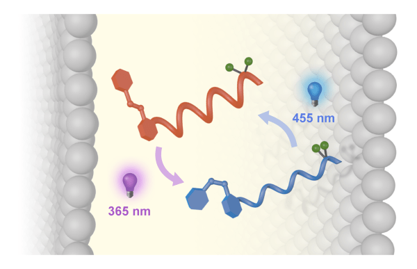 vertical bilayer graphical abstract ok