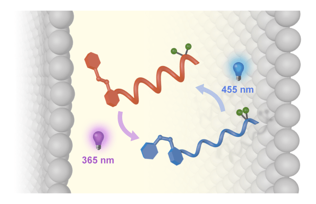 vertical bilayer graphical abstract ok.png
